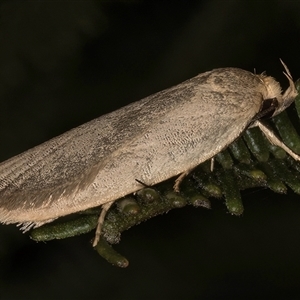 Oecophoridae (family) at Melba, ACT - 22 Nov 2024