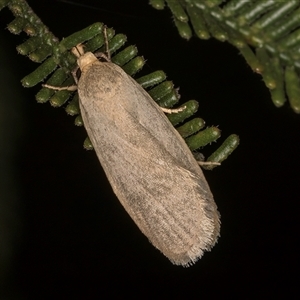 Oecophoridae (family) at Melba, ACT - 22 Nov 2024