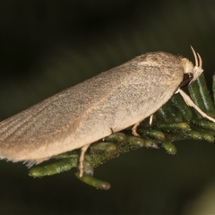 Oecophoridae (family) at Melba, ACT - 22 Nov 2024