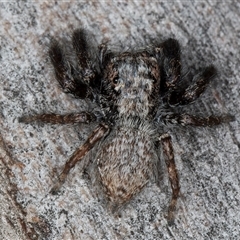 Servaea sp. (genus) at Melba, ACT - 22 Nov 2024 03:13 PM