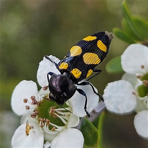 Castiarina australasiae at Bombay, NSW - 23 Nov 2024 04:13 PM