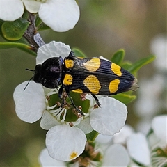 Castiarina australasiae at Bombay, NSW - 23 Nov 2024