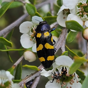 Castiarina australasiae at Bombay, NSW - 23 Nov 2024 04:13 PM