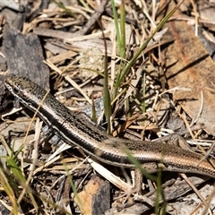 Morethia boulengeri (Boulenger's Skink) at Dunlop, ACT - 19 Nov 2024 by AlisonMilton