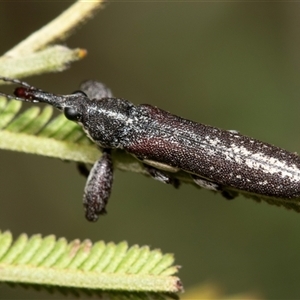 Rhinotia sparsa (A belid weevil) at Fraser, ACT by AlisonMilton