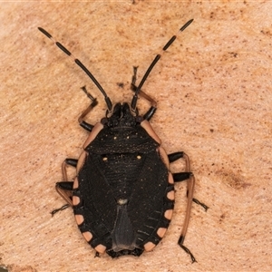 Diemenia rubromarginata (Pink-margined bug) at Melba, ACT by kasiaaus