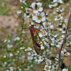 Harpobittacus australis (Hangingfly) at Bombay, NSW - 23 Nov 2024 by MatthewFrawley