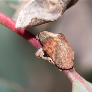 Gonipterus scutellatus (Eucalyptus snout beetle, gum tree weevil) at Fraser, ACT by AlisonMilton