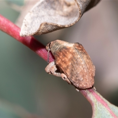 Gonipterus scutellatus (Eucalyptus snout beetle, gum tree weevil) at Fraser, ACT - 19 Nov 2024 by AlisonMilton