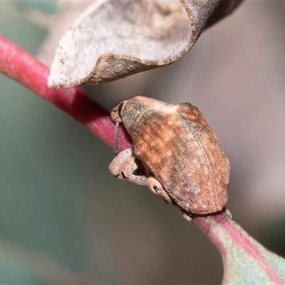 Gonipterus scutellatus (Eucalyptus snout beetle, gum tree weevil) at Fraser, ACT - 18 Nov 2024 by AlisonMilton