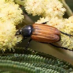 Phyllotocus rufipennis (Nectar scarab) at Fraser, ACT - 19 Nov 2024 by AlisonMilton