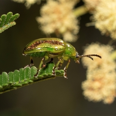 Calomela juncta (Leaf beetle) at Dunlop, ACT - 18 Nov 2024 by AlisonMilton