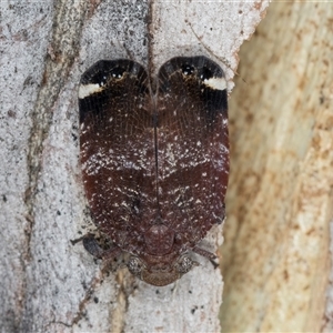 Platybrachys decemmacula (Green-faced gum hopper) at Melba, ACT by kasiaaus