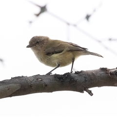 Smicrornis brevirostris (Weebill) at Dunlop, ACT - 18 Nov 2024 by AlisonMilton