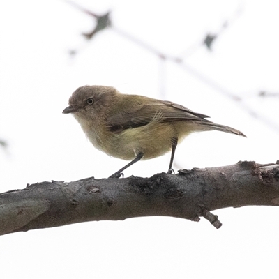 Smicrornis brevirostris (Weebill) at Dunlop, ACT - 19 Nov 2024 by AlisonMilton