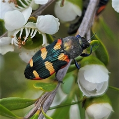 Castiarina sexplagiata (Jewel beetle) at Bombay, NSW - 23 Nov 2024 by MatthewFrawley