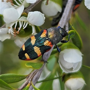 Castiarina sexplagiata at Bombay, NSW - 23 Nov 2024 04:15 PM