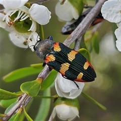 Castiarina sexplagiata at Bombay, NSW - 23 Nov 2024 04:15 PM