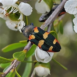 Castiarina sexplagiata at Bombay, NSW - 23 Nov 2024 04:15 PM