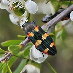 Castiarina sexplagiata at Bombay, NSW - 23 Nov 2024 04:15 PM