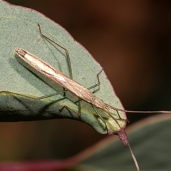 Mutusca brevicornis (A broad-headed bug) at Bruce, ACT - 21 Nov 2024 by AlisonMilton