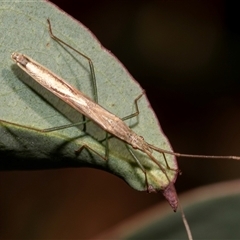 Mutusca brevicornis at Bruce, ACT - 22 Nov 2024 09:26 AM