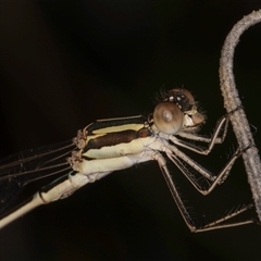 Unidentified Damselfly (Zygoptera) at Melba, ACT - 22 Nov 2024 by kasiaaus