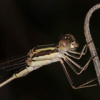 Austrolestes analis (Slender Ringtail) at Melba, ACT - 22 Nov 2024 by kasiaaus