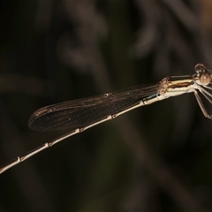 Austrolestes analis at Melba, ACT - 22 Nov 2024 03:24 PM