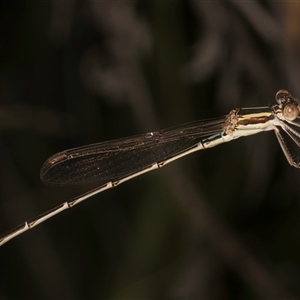 Austrolestes analis at Melba, ACT - 22 Nov 2024 03:24 PM