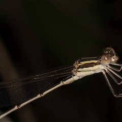 Austrolestes analis at Melba, ACT - 22 Nov 2024 03:24 PM