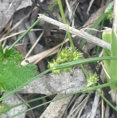 Carex inversa (Knob Sedge) at Rendezvous Creek, ACT - 23 Nov 2024 by JaneR