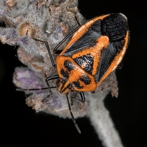 Agonoscelis rutila at Melba, ACT - 22 Nov 2024