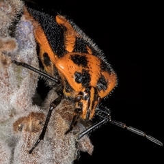 Agonoscelis rutila at Melba, ACT - 22 Nov 2024