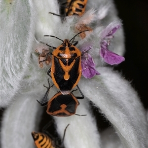 Agonoscelis rutila at Melba, ACT - 22 Nov 2024