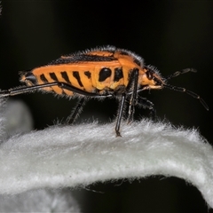 Agonoscelis rutila at Melba, ACT - 22 Nov 2024 03:29 PM