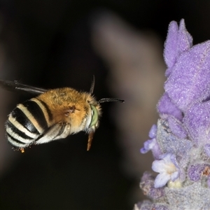 Amegilla sp. (genus) at Melba, ACT - 22 Nov 2024