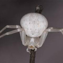 Thomisus spectabilis (Spectacular Crab Spider) at Melba, ACT - 22 Nov 2024 by kasiaaus