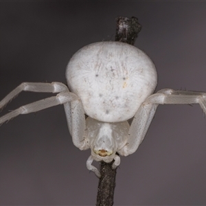 Thomisus spectabilis at Melba, ACT - 22 Nov 2024