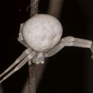 Thomisus spectabilis at Melba, ACT - 22 Nov 2024 03:32 PM