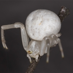 Thomisus spectabilis at Melba, ACT - 22 Nov 2024