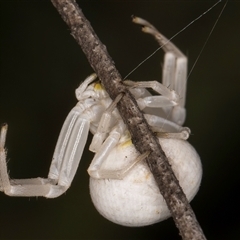 Thomisus spectabilis at Melba, ACT - 22 Nov 2024 03:32 PM