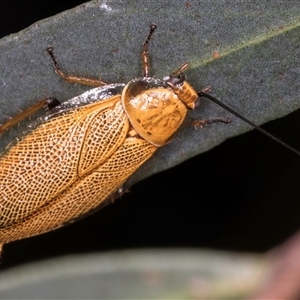 Ellipsidion humerale (Common Ellipsidion) at Melba, ACT by kasiaaus