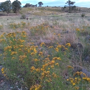 Hypericum perforatum at Kambah, ACT - 23 Nov 2024