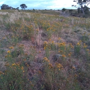 Hypericum perforatum at Kambah, ACT - 23 Nov 2024 08:00 PM