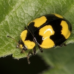 Illeis galbula (Fungus-eating Ladybird) at Melba, ACT - 22 Nov 2024 by kasiaaus