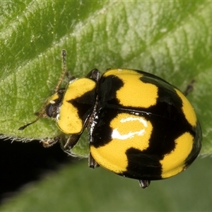 Illeis galbula at Melba, ACT - 22 Nov 2024 03:35 PM