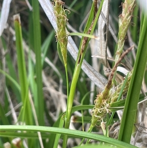 Carex breviculmis (Short-Stem Sedge) at Rendezvous Creek, ACT by JaneR