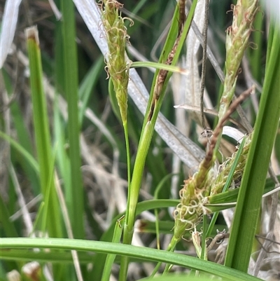 Carex breviculmis (Short-Stem Sedge) at Rendezvous Creek, ACT - 23 Nov 2024 by JaneR