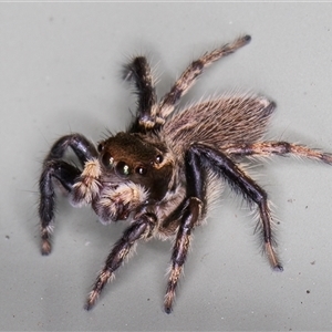 Maratus griseus at Melba, ACT - 22 Nov 2024 03:39 PM